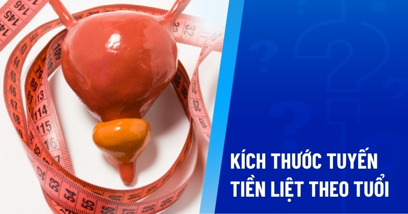kích thước tuyến tiền liệt theo tuổi