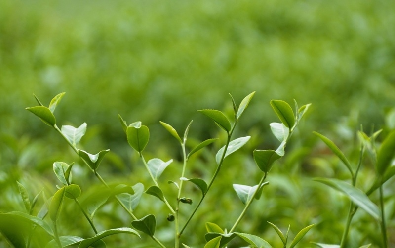lá trà xanh