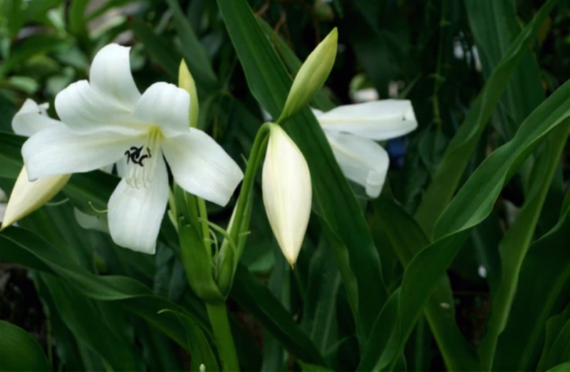 lá trinh nữ hoàng cung