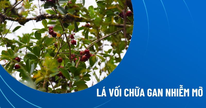 Lá vối chữa gan nhiễm mỡ