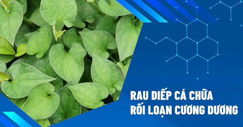 rau diếp cá chữa rối loạn cương dương