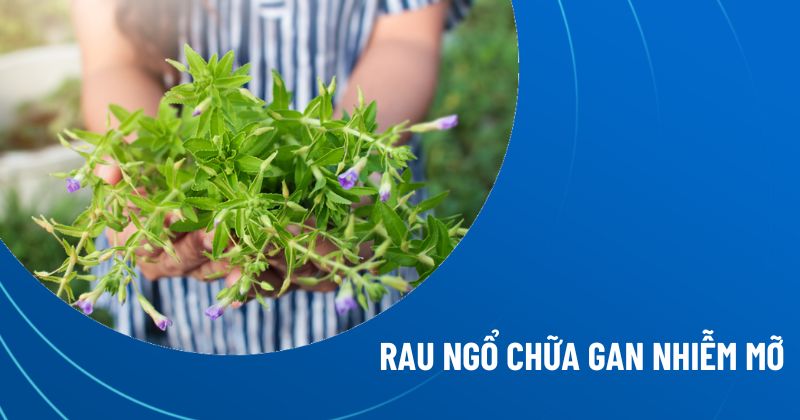 rau ngổ chữa gan nhiễm mỡ