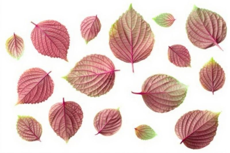 trị đồi mồi bằng lá tía tô