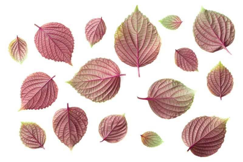 trị đồi mồi ở nhà bằng lá tía tô