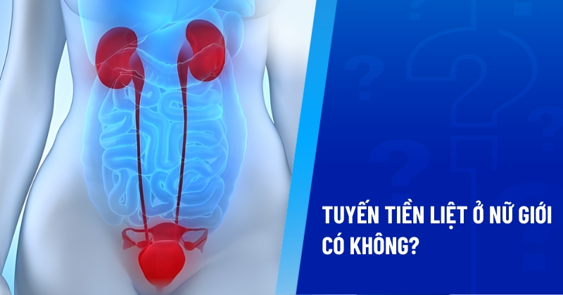 tuyến tiền liệt ở nữ giới có không