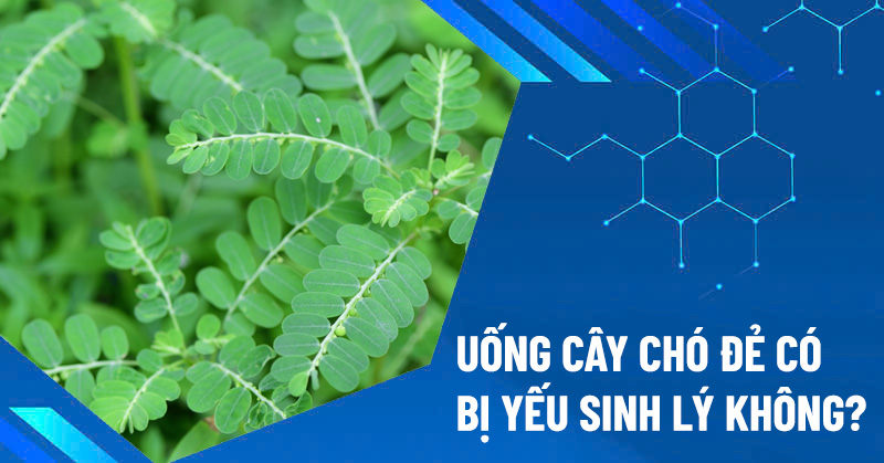 uống cây chó đẻ có bị yếu sinh lý không