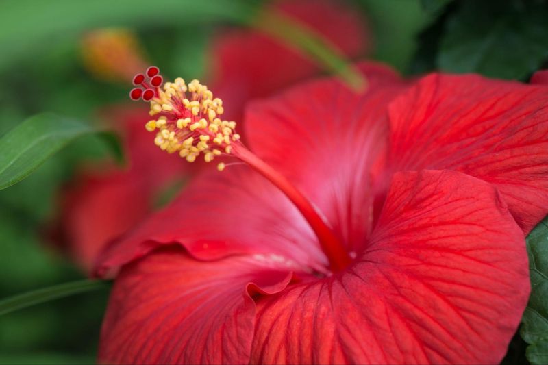 hoa hibiscus