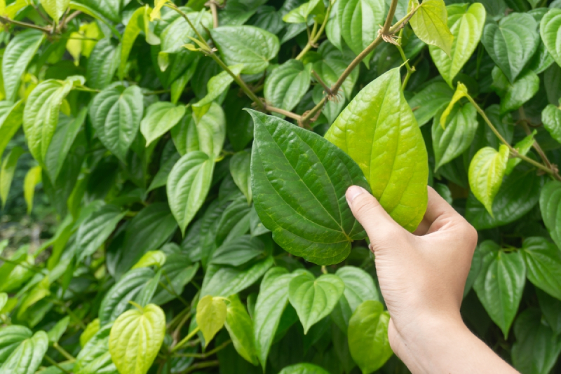 sử dụng lá trầu không chữa sùi mào gà