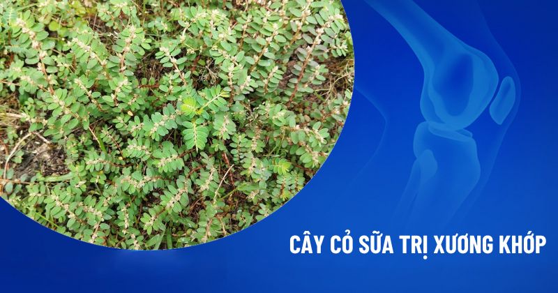 cây cỏ sữa trị xương khớp