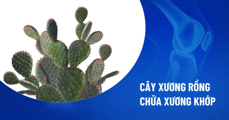 cây xương rồng chữa xương khớp