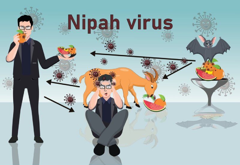 con đường lây truyền virus nipah