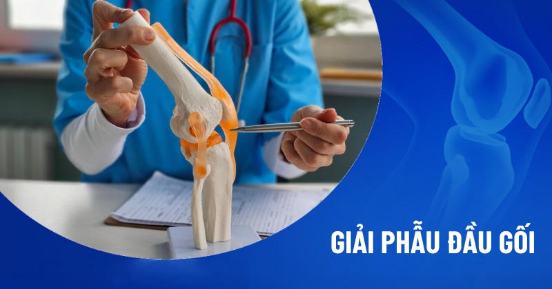 Giải phẫu đầu gối