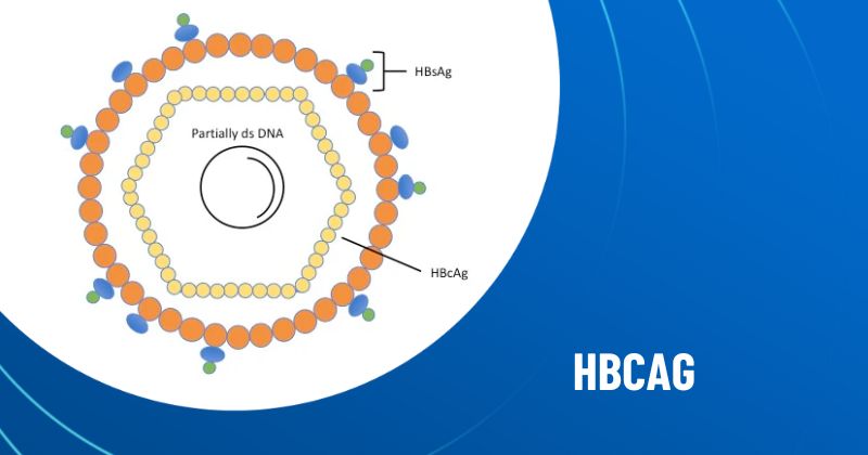 HBcAg