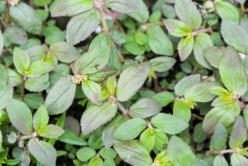 hình ảnh cây cỏ sữa