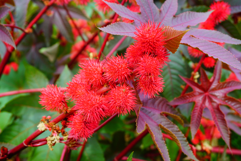 hoa và lá cây thầu dầu