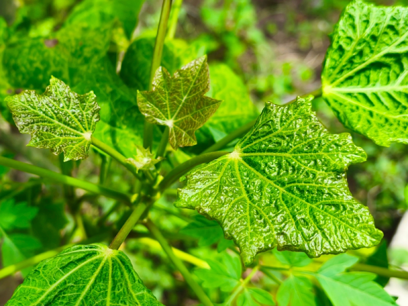 lá cây thầu dầu