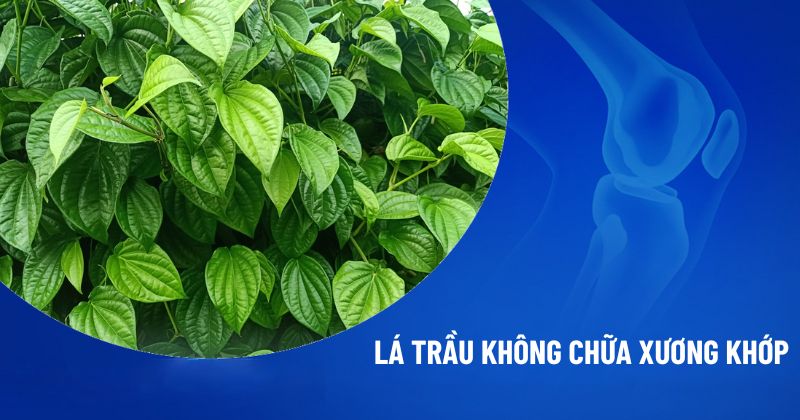 lá trầu không chữa xương khớp