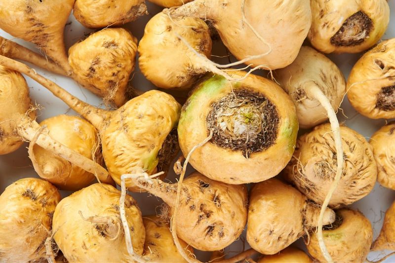 lepidium meyenii điều hòa hormone