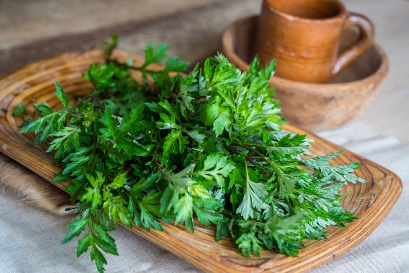 ngải cứu ngâm rượu