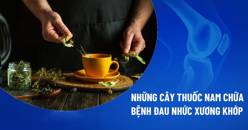 những cây thuốc nam chữa bệnh đau nhức xương khớp