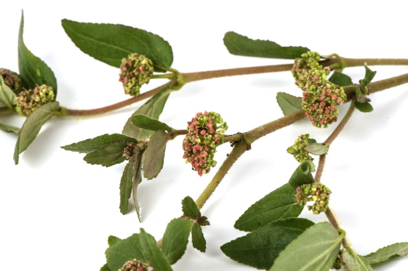 sắc nước cây cỏ sữa uống