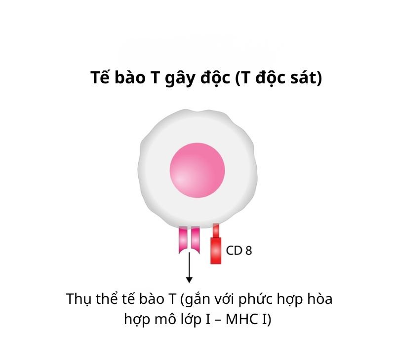 tế bào T độc