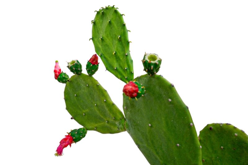 xương rồng tai thỏ