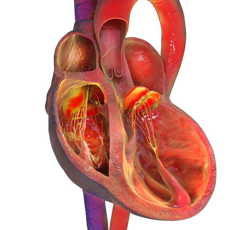 cấu tạo cơ tim trong tim người