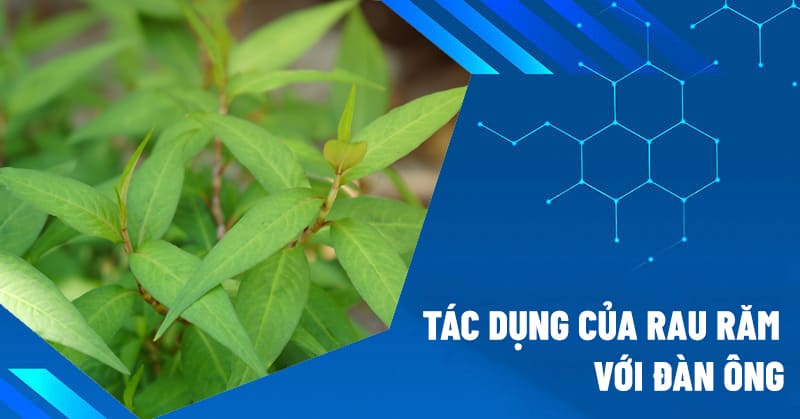 tác dụng củ rau răm với đàn ông