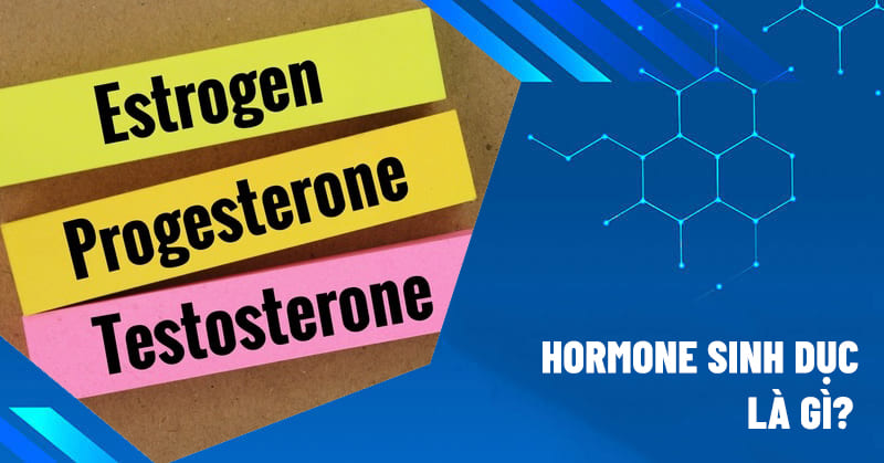 hormone sinh dục