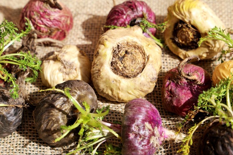 lepidium meyenii từ vùng andes