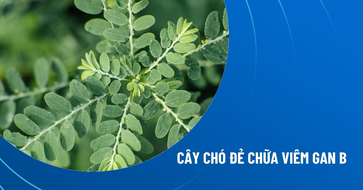 cây chó đẻ chữa viêm gan B