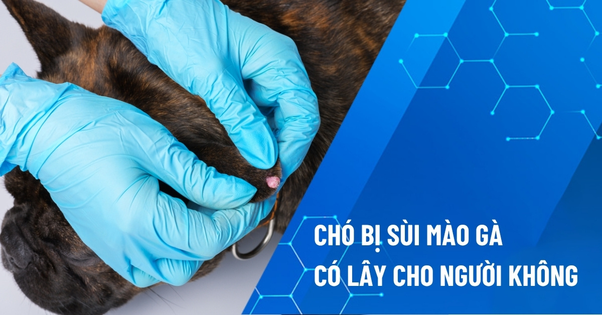 chó bị sùi mào gà có lây cho người không