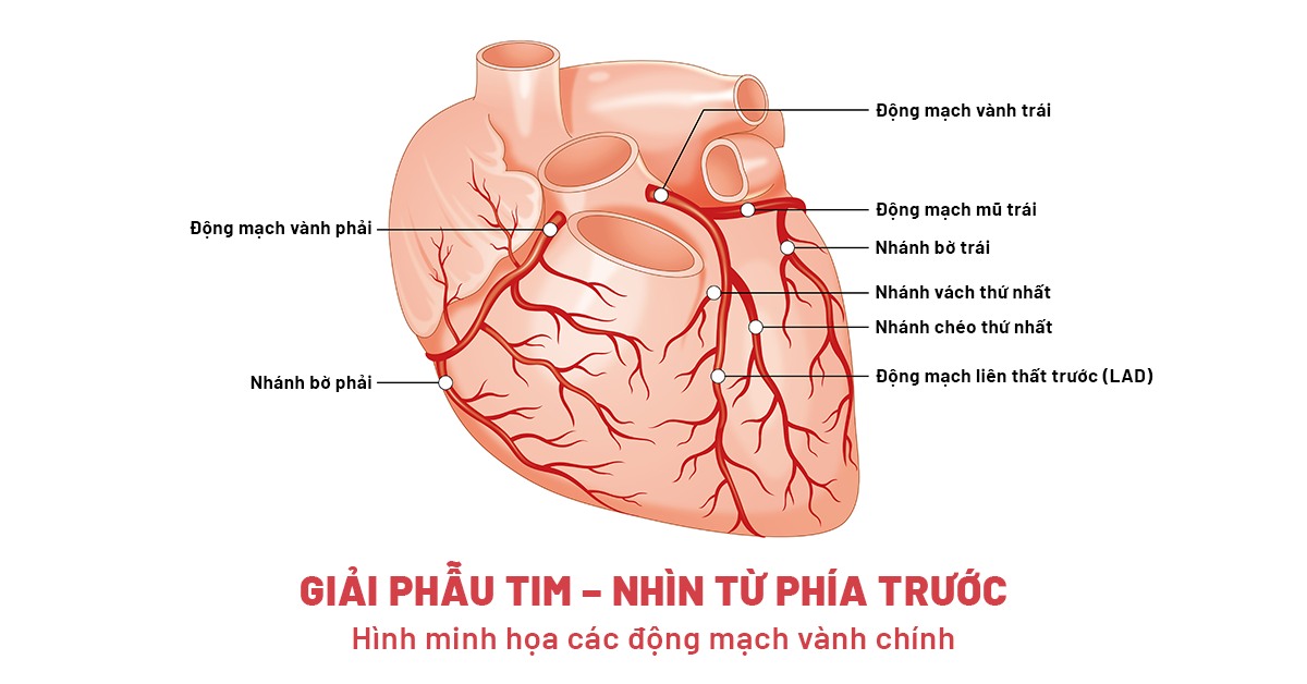 giải phẫu tim nhìn từ phía trước