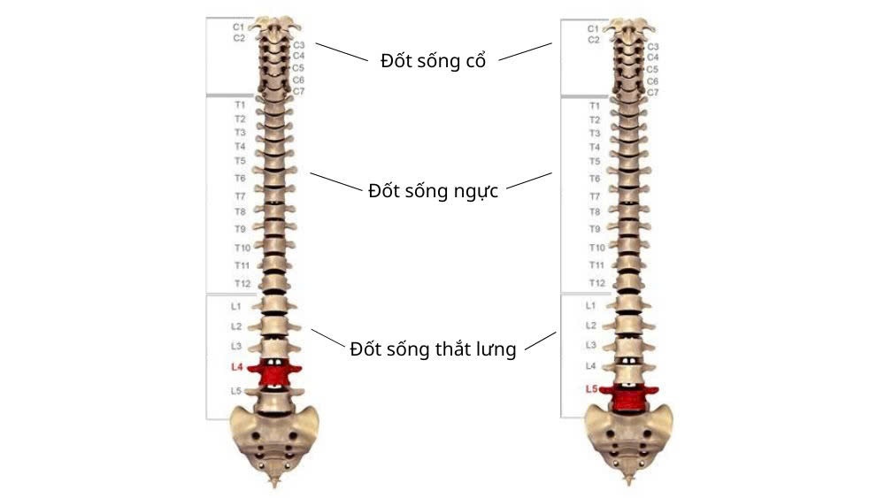 Đĩa đệm L4 L5 nằm ở đoạn thấp của cột sống