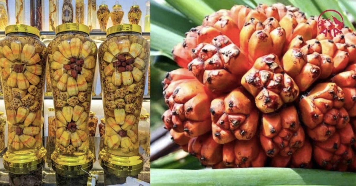 bình dứa dại ngâm