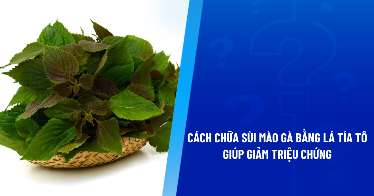 cách chữa sùi mào gà bằng lá tía tô