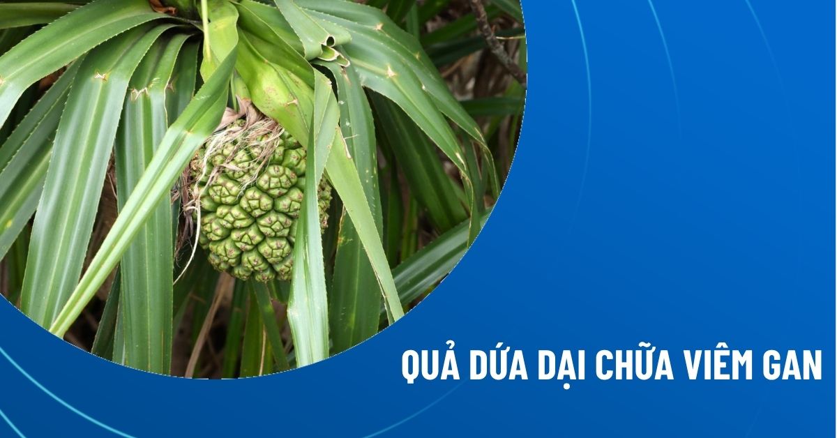 quả dứa dại chữa viêm gan