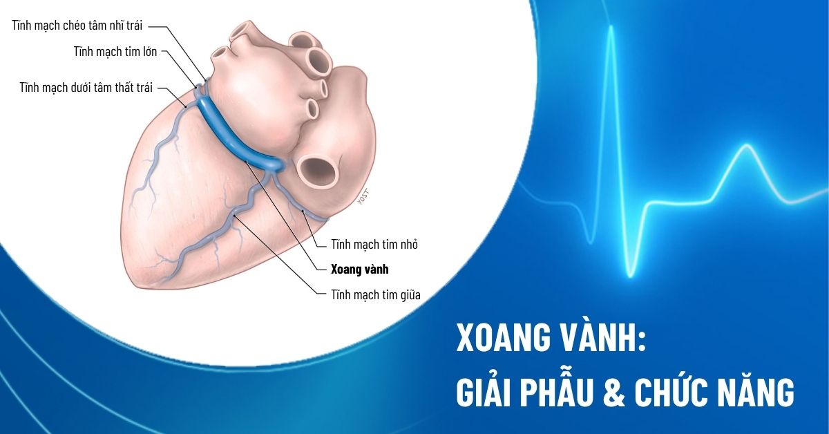 xoang vành