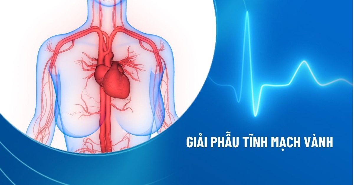 tĩnh mạch vành