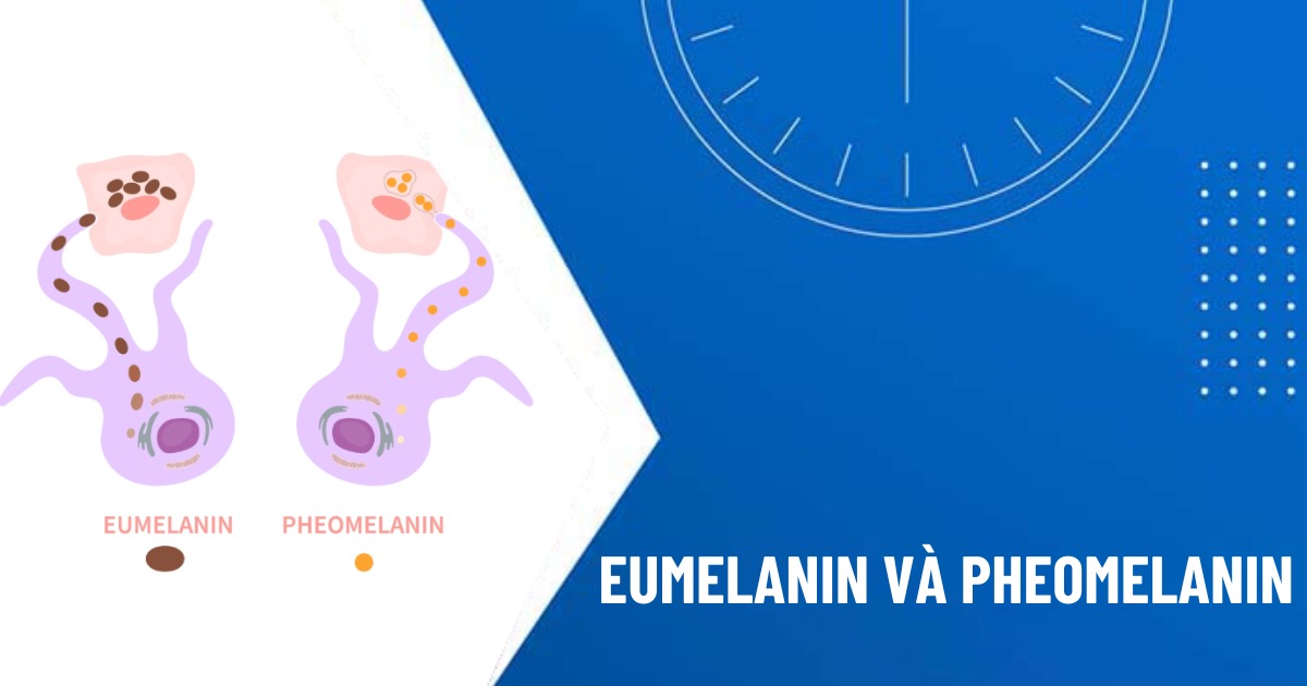 eumelanin và pheomelanin
