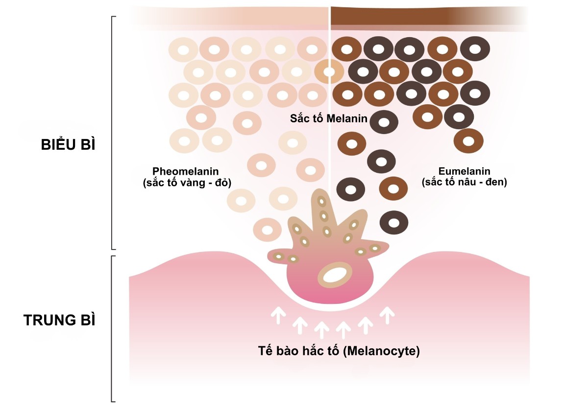 pheomelanin và eumelanin
